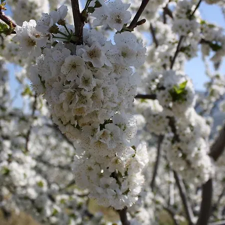 Ferienhaus La Casita Del Tejo Hervás